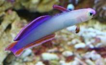 Нематэлеотрис красноплавничный, Нематэлеотрис декора, Пурпурный огненный бычок (Nemateleotris decora, Purple fire goby, Elegant firefish)