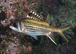 Рыба-белка Саммара (Neoniphon sammara, Sammara squirrelfish)