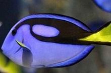 Хирург голубой, Хирург королевский голубой (Paracanthurus hepatus, Blue tang, Palette surgeonfish)