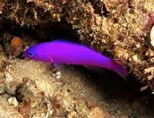 Ложнохромис фиолетовый, Фиолетовый псевдохромис (Pseudochromis porphyreus)