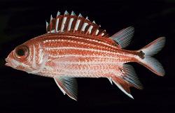 Рыба-белка трехпятнистая (рогатая) (Sargocentron cornutum, Threespot squirrelfish)