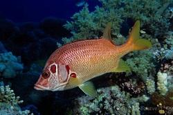 Рыба-белка парусная (Sargocentron spiniferum, Long-jawed squirrelfish)