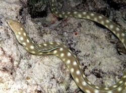 Змееугорь тонкохвостый, Угорь острохвостый (Myrichthys breviceps, Sharptail eel)