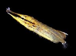 Кривохвостка обыкновенная, Морская уточка (Aeoliscus strigatus, Razor fish, Knife Fish)
