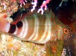 Кудрепер каменный красноточечный (Amblycirrhitus pinos, Redspotted hawkfish)