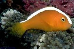 Клоун оранжевый (Amphiprion sandaracinos, Orange anemonefish, Yellow clownfish)