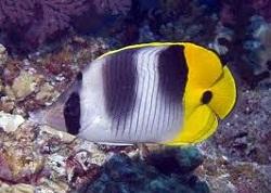 Бабочка двупятнистая (Chaetodon ulietensis, Pacific double-saddle butterflyfish)