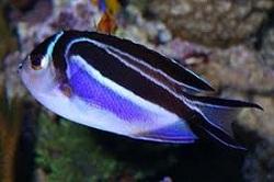 Ангел лирохвостый украшенный (Genicanthus bellus, Ornate angelfish)