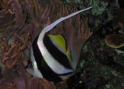 Бабочка вымпельная стайная (Heniochus diphreutes, Schooling bannerfish)