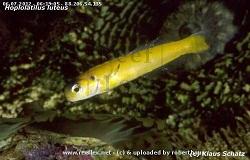 Хоплолатилус желтый, Гоплолатил желтый (Hoplolatilus luteus, Yellow tilefish)