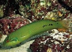   (Novaculichthys macrolepidotus, Seagrass wrasse)
