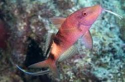 Барабуля красная (Parupeneus multifasciatus, Manybar goatfish)