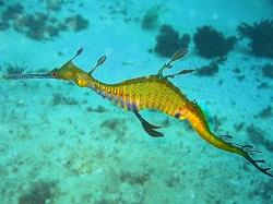 Морской дракон обыкновенный (Phyllopteryx taeniolatus, Common seadragon)