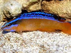 Ложнохромис желтый синеполосый (арабский) (Pseudochromis aldabraensis, Orange dottyback (Neon Dottyback), Arabian bluelined dottyback)