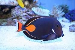 Хирург-Ахиллес (Acanthurus achilles, Achilles tang)