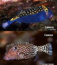Кузовок белопятнистый (Ostracion meleagris, Blue box fish, Whitespotted trunkfish)