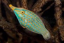 Оксимонакант длиннорылый, Оксимонакант пятнистый, Оранжевый спинорог (Oxymonacanthus longirostris, Long nose filefish, Harlequin filefish)