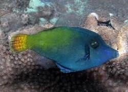 Первагор краснохвостый (Pervagor janthinosoma, Blackbar filefish)