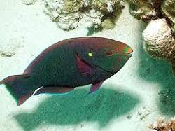 Рыба-попугай черная (Scarus niger, Dusky parrotfish) 