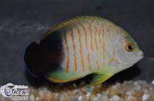 Центропиг жемчужный (Centropyge vrolikii, Pearlscale angelfish)
