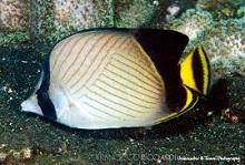Черноплавничная рыбка бабочка (Chaetodon Decussatus)