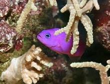 Ложнохромис фиолетовый, Фиолетовый псевдохромис (Pseudochromis porphyreus)