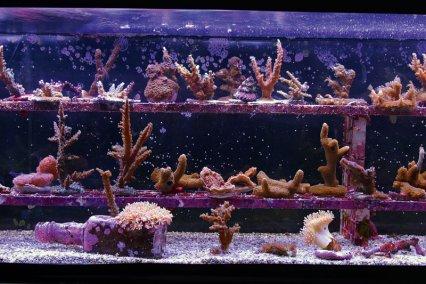 "Деление домашних" кораллов 