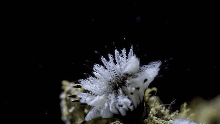 Удивительная красота кораллов