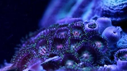 Удивительная красота кораллов