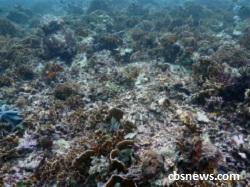Коралловые рифы в Индонезии около острова Комодо - уничтожены
