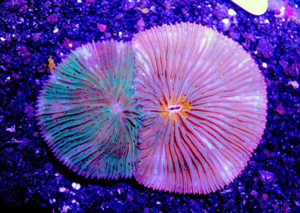 Кораллы - химеры