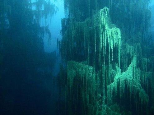 Озеро Каинды - сказочный подводный лес 