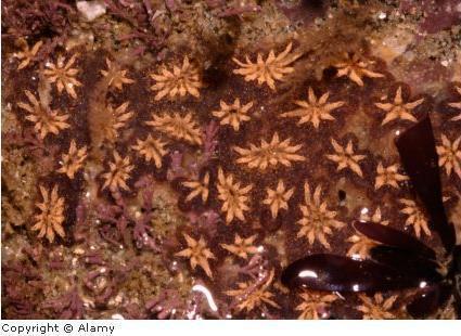 Морская звезда Botryllus schlosseri хранит в себе важный секрет 