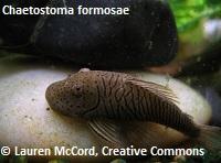 Chaetostoma thomsoni, L187