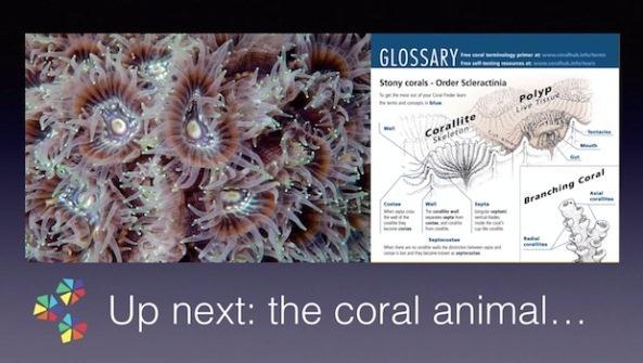 The Coral Finder - инструментарий по кораллам