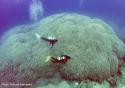 Мега коралл у берегов Японии
