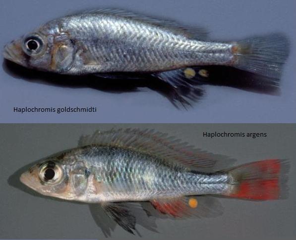 Новые цихлиды в озере Виктория - Haplochromis goldschmidti и Haplochromis argens