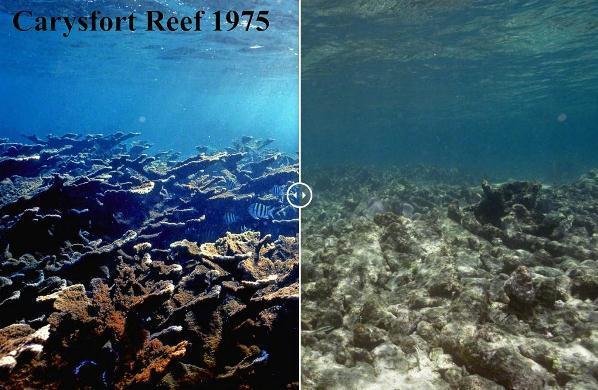Деградация рифов в Карибском бассейне