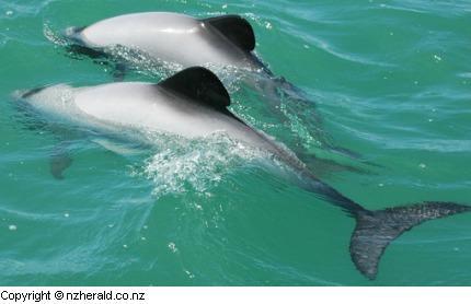 Новозеландцы готовы заплаQWтить за спасение дельфинов