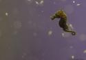 Разведение Pygmy seahorse в аквариуме Сан-Франциско 