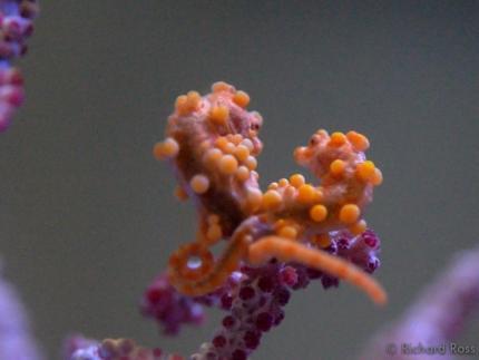Разведение Pygmy seahorse в аквариуме Сан-Франциско 