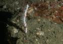 NOAA обнаружили новые виды кораллов