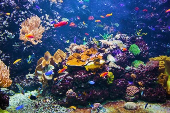 Обесцвечивание кораллов имеет долгосрочные последствия