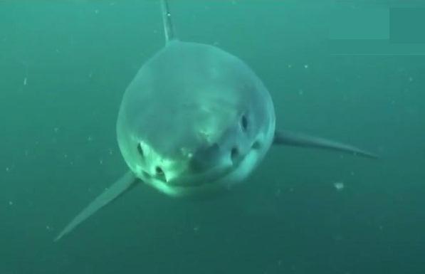 Любопытная акула (видео 18+)