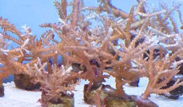 Необычное применение кораллов
