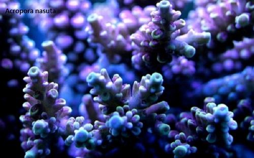 кораллы Acropora nasuta