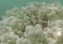 Кораллы на Гавайях в критическом состоянии