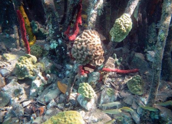 Кораллы. Жизнь в мангровом лесу