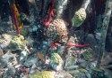 Кораллы. Жизнь в мангровом лесу
