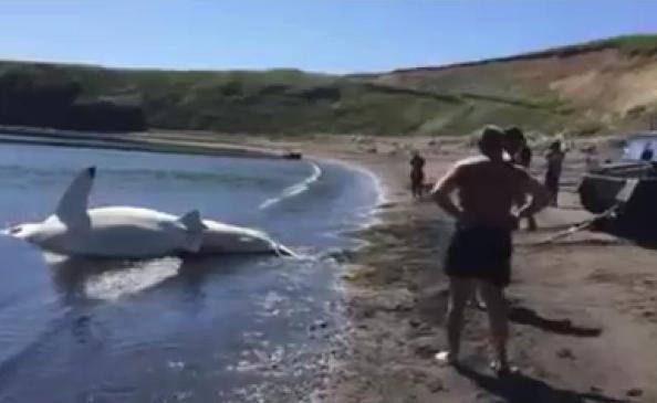 В России поймали Большую белую акулу